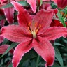 Лилия восточная Блэк Белт (Lilium oriental Black Belt)