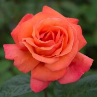 Роза флорибунда Оринж Пассион (Rose floribunda Orange Passion)
