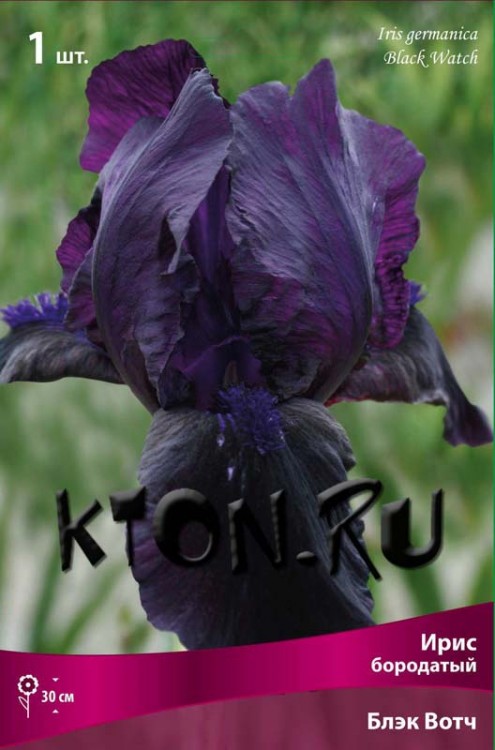 Ирис бородатый Блэк Вотч (Iris germanyca Black Watch)