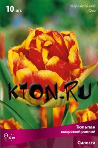 Тюльпан махровый ранний Силеста (Tulipa double early Cilesta)