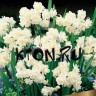 Нарцисс махровый Эрличе (Narcissus double Erlicheer)