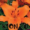 Лилия азиатская Брунелло (Lilium asiatic Brunello)