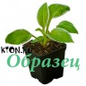 Хоста в контейнере