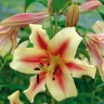 Лилия ОТ гибрид Лавон (Lilium OT hybrid Lavon)    