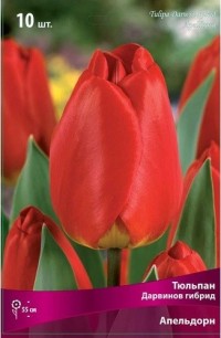 Тюльпан Дарвинов гибрид Апелдорн (Tulipa Darwin hybrid Apeldoorn)