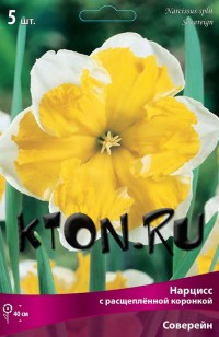 Нарцисс с расщеплённой коронкой Соверейн (Narcissus split Sovereign)