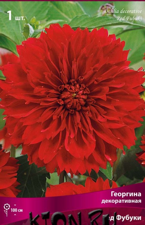 Георгина декоративная Ред Фубуки (Dahlia decorative Red Fubuki)