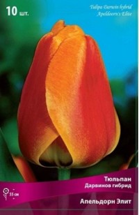 Тюльпан Дарвинов гибрид Апелдорнз Элит (Tulipa Darwin hybrid Apeldoorn's Elite)