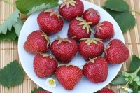 Земляника садовая (клубника) Фея