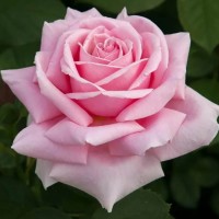 Роза чайно-гибридная Фредерик Мистраль (Rose Hybrid Tea Frederic Mistral)