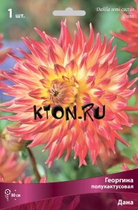 Георгина полукактусовая Дана (Dahlia semi-cactus Dana)