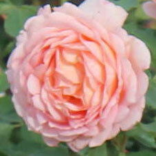 Роза парковая Принцесс Шарм (Park rose Princess Charm)