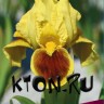 Ирис карликовый Риц (Iris pumila Ritz)