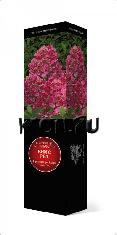 Гортензия метельчатая Вимс Ред (Hydrangea paniculata Wim`s Red)