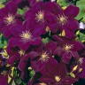 Клематис Монте Казино (Clematis Monte Cassino)