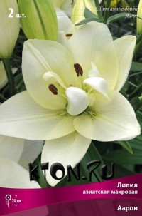 Лилия азиатская махровая Аарон (Lilium asiatic double Aaron)