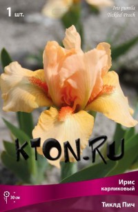 Ирис карликовый Тиклд Пич (Iris pumila Tickled Peach)