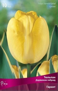 Тюльпан Дарвинов гибрид Гарант (Tulipa Darwin hybrid Garant)
