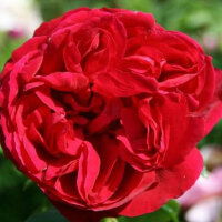 Роза парковая Ред Кинг (Park rose Red King)