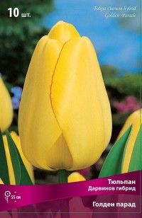 Тюльпан Дарвинов гибрид Голден Парад (Tulipa Darwin hybrid Golden Parade)