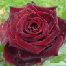 Роза чайно-гибридная Черная Магия (Rose Hybrid Tea Black Magic)