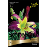 Лилейник гибридный Эплике (Hemerocallis hybrid Applicue)
