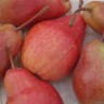 Груша Кармен (Pyrus communis Karmen)