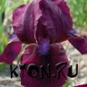 Ирис карликовый Черри Гарден (Iris pumila Cherry Garden)