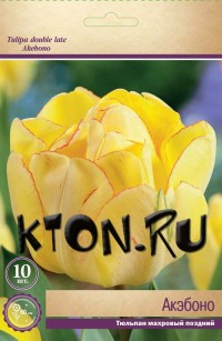 Тюльпан махровый поздний Акэбоно (Tulipa double late Akebono)