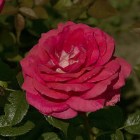 Роза чайно-гибридная Аквитания (Rose Hybrid Tea Aquitaine)