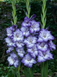 Гладиолус Тритон (Gladiolus Tritone)