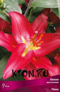 Лилия восточная Пико (Lilium oriental Piko)