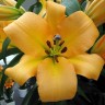 Лилия ОТ гибрид Морини (Lilium OT hybrid Morini) 