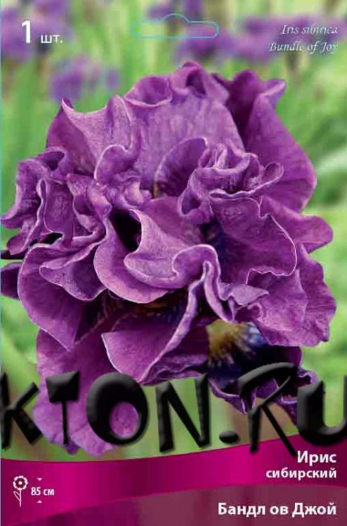 Ирис сибирский Бандл ов Джой (Iris sibirika Bundle of Joy)