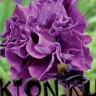 Ирис сибирский Бандл ов Джой (Iris sibirika Bundle of Joy)