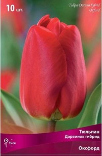 Тюльпан Дарвинов гибрид Оксфорд (Tulipa Darwin hybrid Oxford)