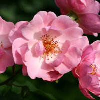 Роза парковая Мархенланд  (Park rose Marchenland)