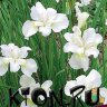 Ирис сибирский Галлз Уинг (Iris sibirika Gall's Wing)